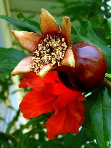 Pomegranate bloom and new fruit