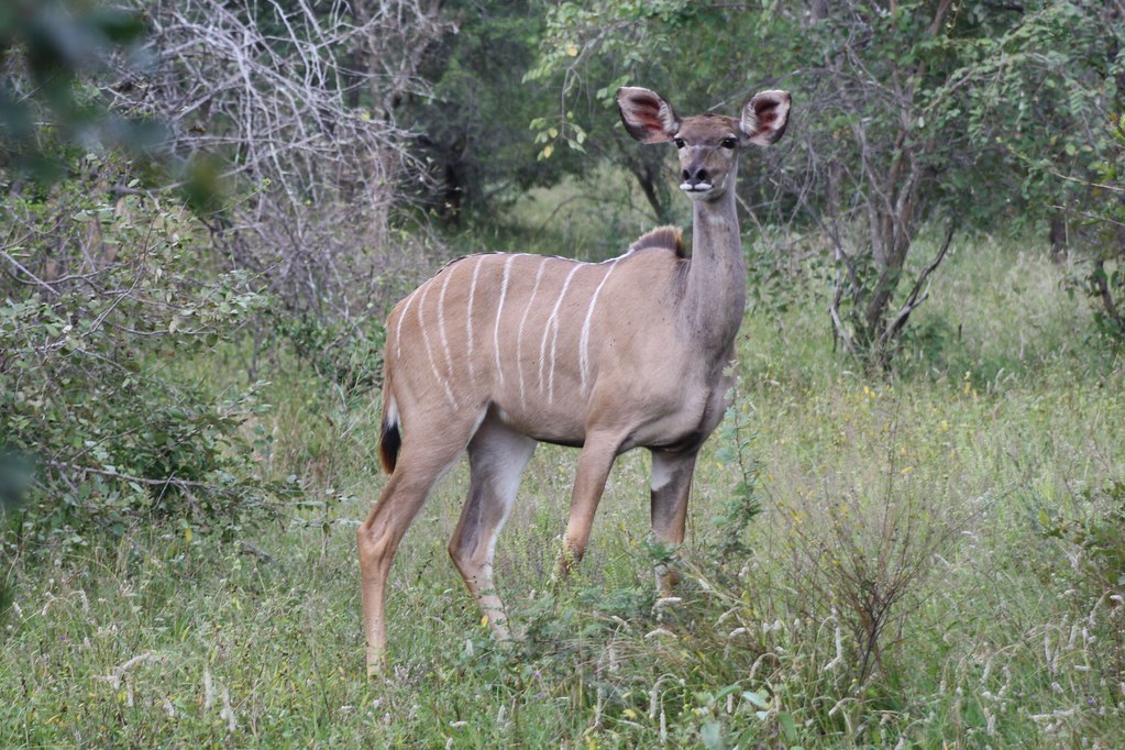 фото: Kudu