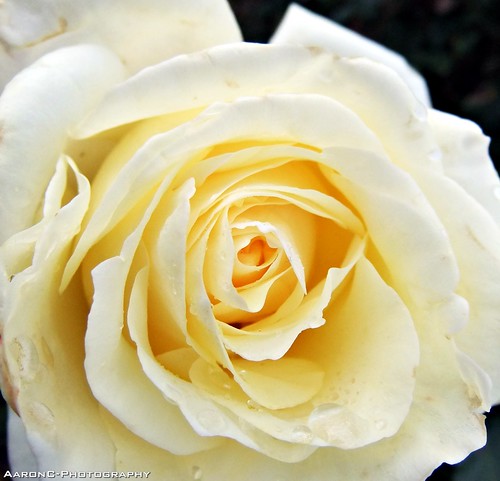 Lovely Yellow Rose
