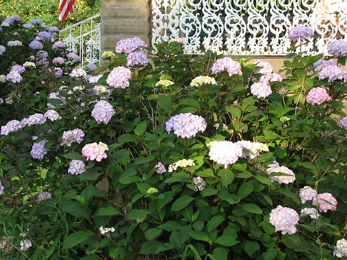 hydrangeas by the front porch