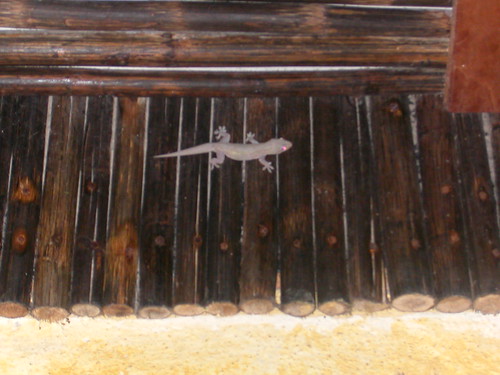 June 4 2010 gecko