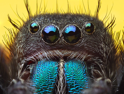 jumping spider -- Phidippus sp by bugeyed_G