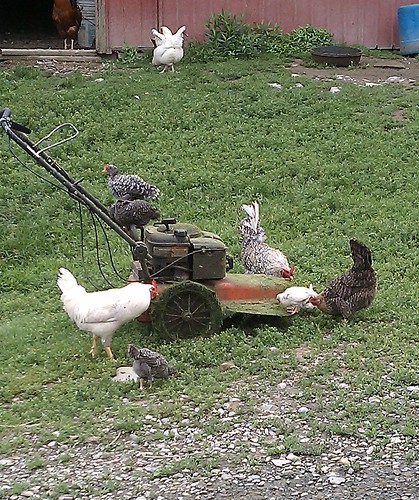 Chickens enjoy the mower