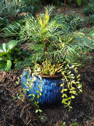 Mahonia in Ceramic Blue Container
