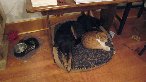 Three pets, one bed
