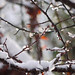 Prunus Serrula in the snow