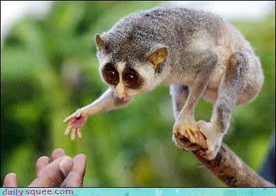 slow loris reaching out to a human hand