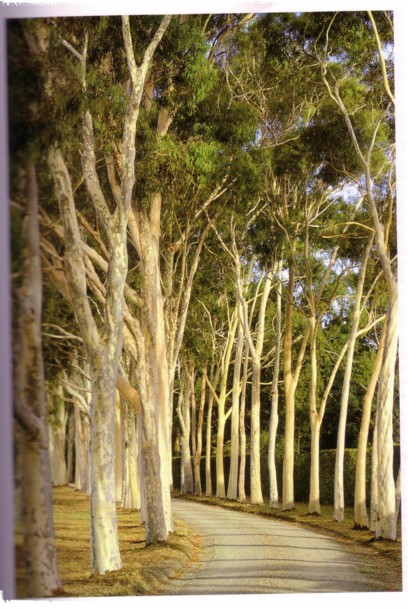 gum tree lined driveway at Cruden Farm - Eucalyptus Citriodora (Natural Planting - Penelope Hobhouse)