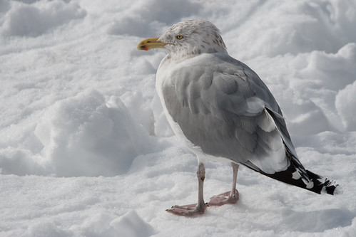 Another Seagull on a Snowy Beach