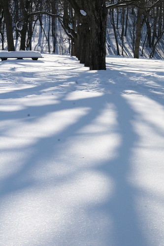 treeline shadows