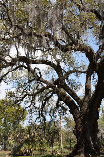 One of the biggest & oldest oak trees I've ever seen