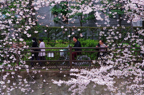 Framed with sakura / 桜の額縁