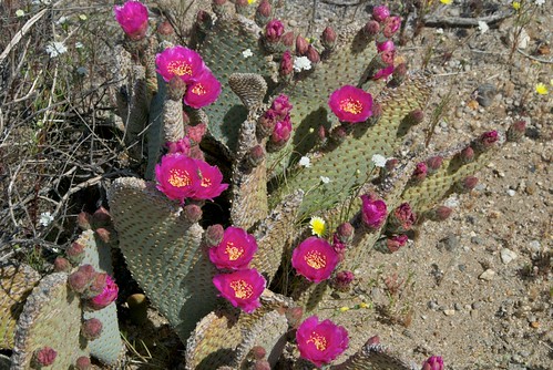flowering cactus in Anza-Borrego Desert State Park  0009
