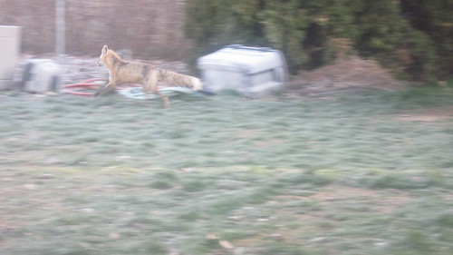 fox leaping