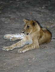 Lion Cub, South Luangwa