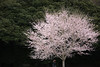 孤高の桜花