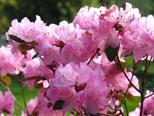 pink rhododendron (azalea)