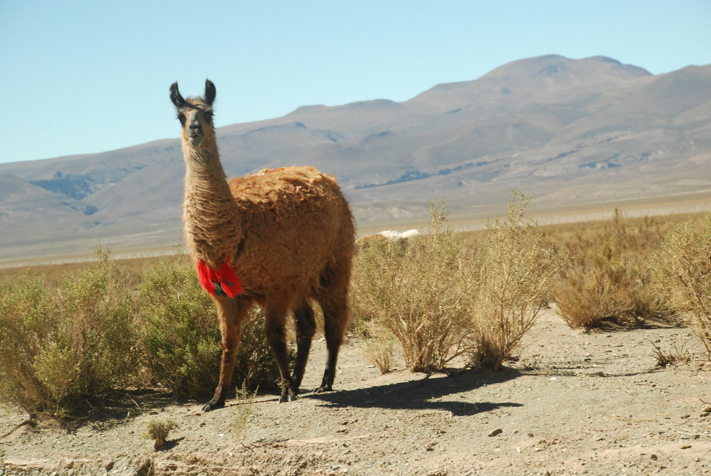 Llamas in the high plateau, Salta, Argentina