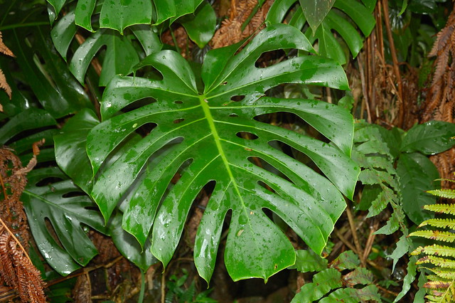 Leaves of the monstera plant by kewl, from Flickr
