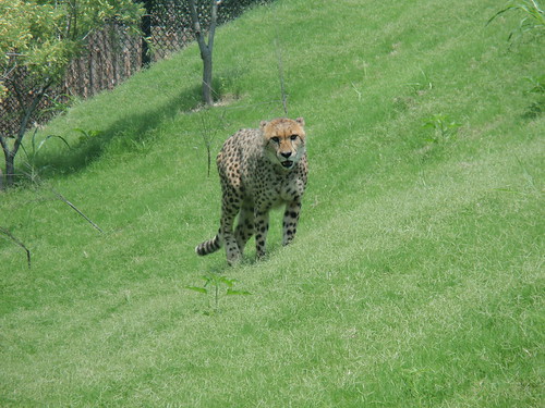 Cheetah Walking towards us