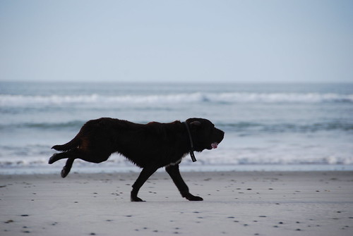 dog on hunts beach