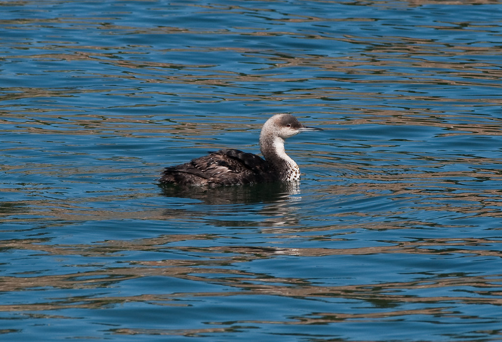 Pacific or Common Loon?