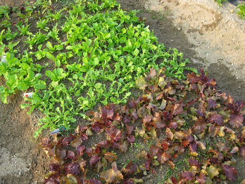 Lettuce nearly ready for harvest
