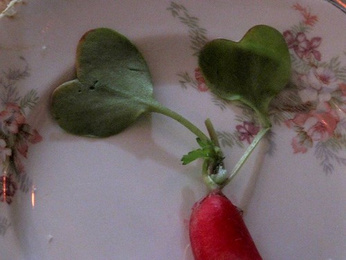 leaf heart, leaf heart