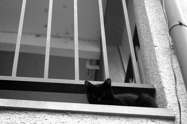 Today's Cat@2010-11-02