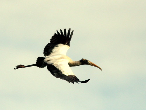 Wood Stork 2-20100113
