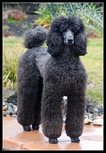 So hard to say goodbye in Standard Poodle Caniche Royal 