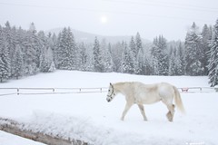 Ruffrè: cavallo nella neve (Coflari Ranch)