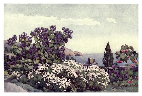 006-Wigandias y margaritas en Madeira-The flowers and gardens of Madeira - Du Cane Florence 1909