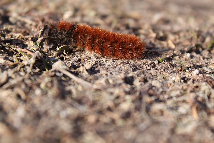 01-27-caterpillar