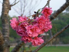 Sakura: Pink: Double-flowered
