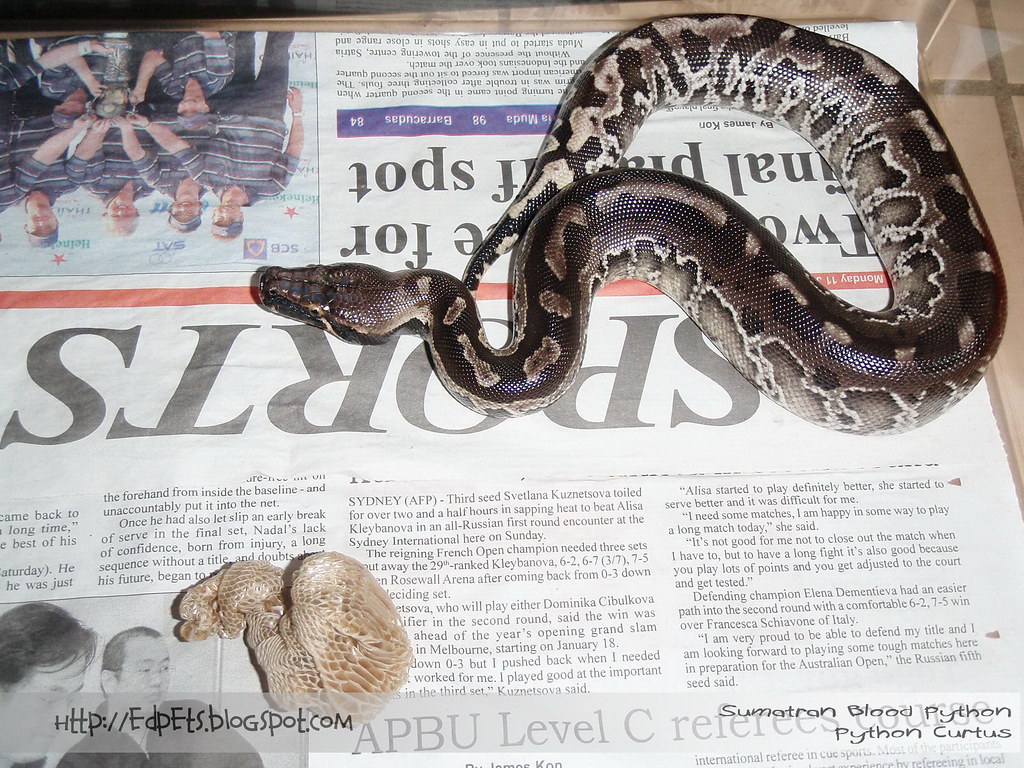 2010-02-15 02 Sumatran Blood Python (Curtus)