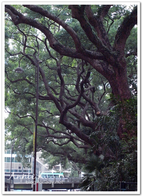 香港老樟樹