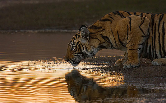 Tigre de Bengala de  Subharghya Das Mysore, India First Place, Mammals, Amateur