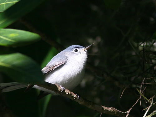 Blue-gray Gnatcatcher 20100228