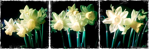 daffodils #2 (work in progress)