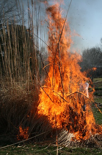 burning the tall grasses