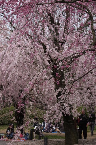 枝垂桜　Cerasus spachiana f. spachiana
