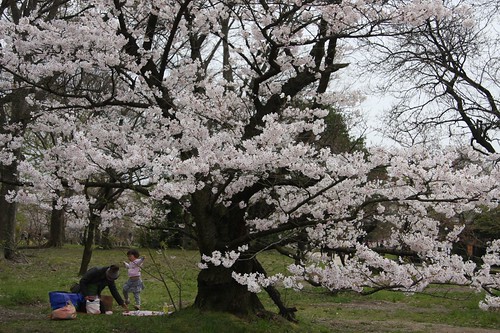 Sakura at Kyoto