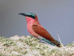 Carmine Breasted Bee-eater, South Luangwa
