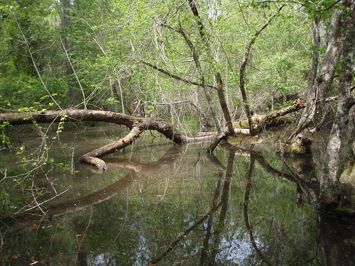 Logs in pond