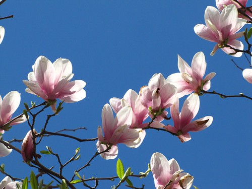 Magnolia Tree and Blue Sky