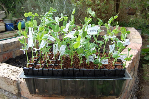 Luna Trick F4 seedlings