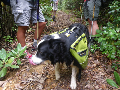 Trail Dog