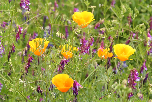 California Poppies and Vetch