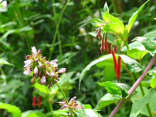 Cedronella canariensis, Fuchsia fulgens